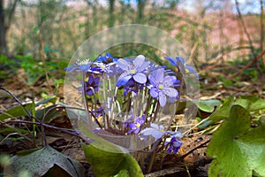 Spring flowers Europe. Noble mayflower