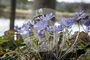 Spring flowers Europe. Noble mayflower