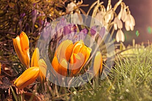 Spring flowers in evening sunlight with lens flare