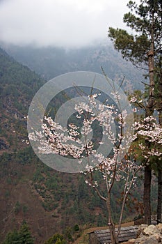 Spring flowers on Everest trail, Himalayas, Nepal