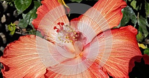 Spring Flowers - Fancy Hibiscus Close Up