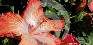 Spring Flowers - Fancy Hibiscus Close Up