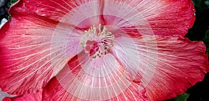 Spring Flowers - Fancy Hibiscus Close Up