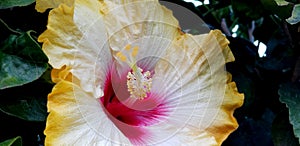 Spring Flowers - Fancy Hibiscus Close Up