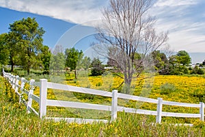 Spring Flowers in Fence Lined Pasture in Midwest Prairie photo