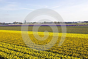 spring flowers field in the Netherlands