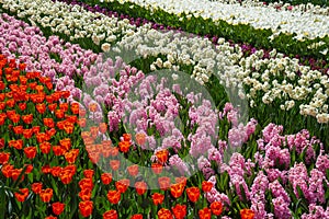 Spring flowers, floral nature background, gardening Keukenhof garden, Lisse, the Netherlands