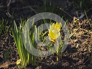 Spring flowers on a flower bed closeup