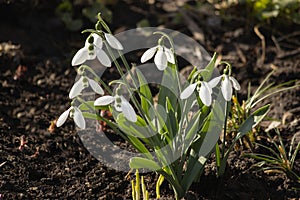 Spring flowers on a flower bed closeup