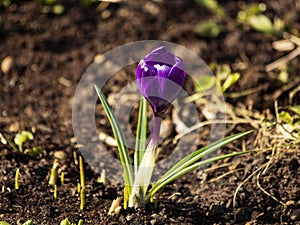 Spring flowers on a flower bed closeup