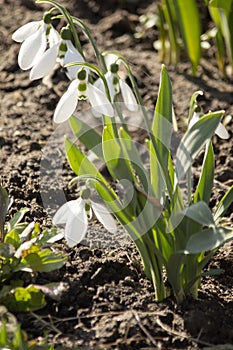 Spring flowers on a flower bed closeup