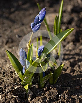 Spring flowers on a flower bed closeup