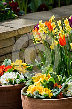 Spring Flowers in Flower Pot