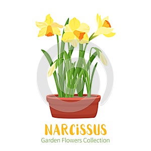 Spring flowers in flower pots. Irises, lilies of valley