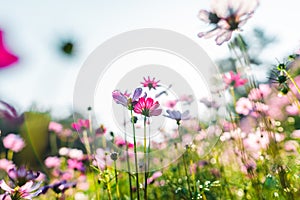 Spring flowers,Flowers blooming in the morning field