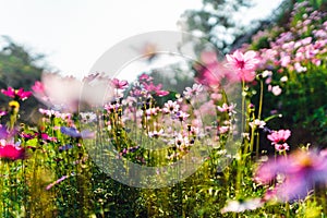 Spring flowers,Flowers blooming in the morning field