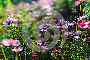 Spring flowers,Flowers blooming in the morning field