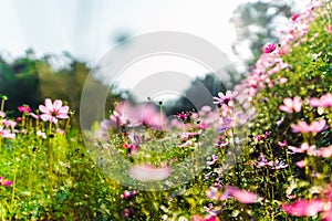 Spring flowers,Flowers blooming in the morning field