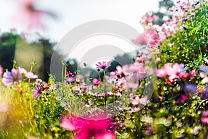 Spring flowers,Flowers blooming in the morning field