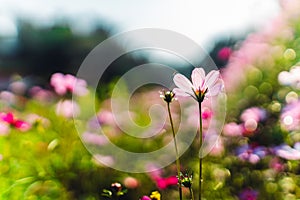 Spring flowers,Flowers blooming in the morning field