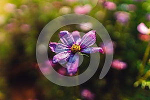 Spring flowers,Flowers blooming in the morning field