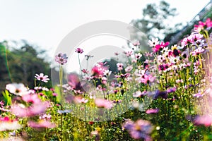 Spring flowers,Flowers blooming in the morning field