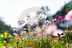 Spring flowers,Flowers blooming in the morning field