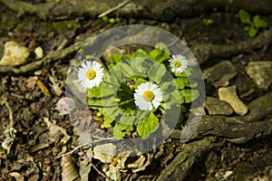 Spring flowers in the forest