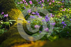 Spring flowers in the forest