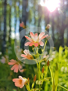 Spring flowers in the forest and sun rays. Spring meadow in the woods