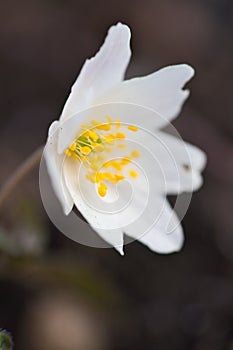 Spring flowers in forest - wood anemone, Anemone nemorosa