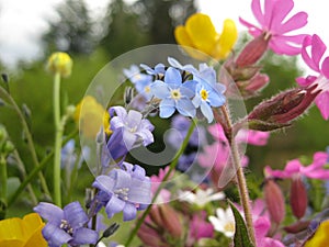 Spring flowers in France photo