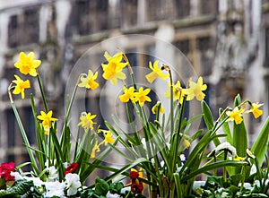Spring Flowers in front of gothic architecture