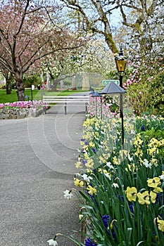 Spring flowers in full bloom in swath of colourful mass plantings