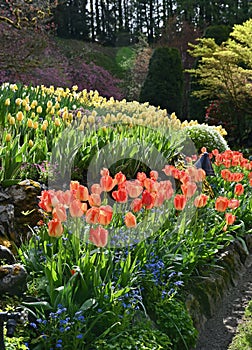 Spring flowers in full bloom in swath of colourful mass plantings