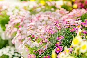 Spring flowers in garden center greenhouse