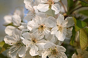 Spring flowers