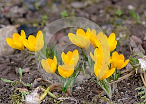 Spring flowers in the garden, flower fragments on a fuzzy background, spring heralds