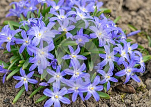 Spring flowers in the garden, flower fragments on a fuzzy background, spring heralds