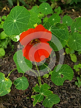 Spring Flowers in garden  green red