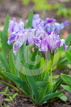 Spring flowers in the garden, lilac iris. Botanical theme, background defocus