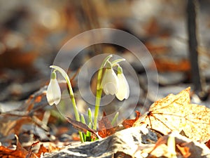 Spring Flowers In The Garden In The Sun