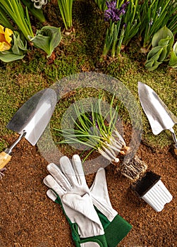 Spring flowers and gardening tools