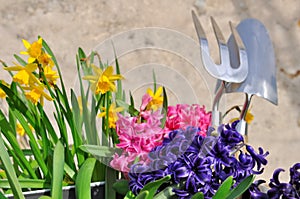 Spring flowers and gardening tools