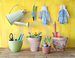 Spring flowers and gardening tools