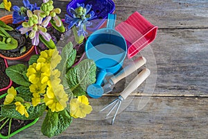 Spring flowers and gardening tools on old planks