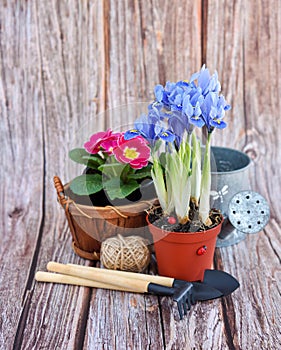 Spring flowers and gardening tools on a rustic wooden background. Gardening concept