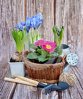 Spring flowers and gardening tools on a rustic wooden background. Gardening concept