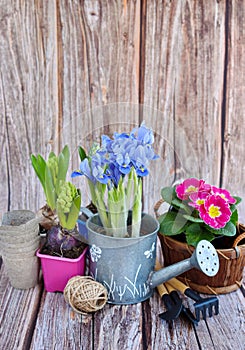 Spring flowers and gardening tools on a rustic wooden background. Gardening concept