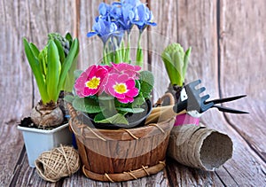 Spring flowers and gardening tools on a rustic wooden background. Gardening concept